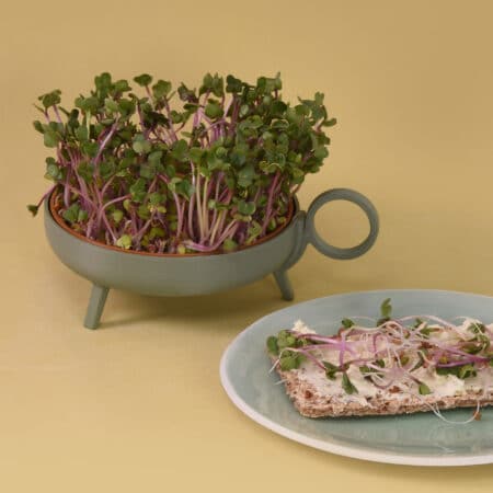 Alternative view of Sprouting planter | Green