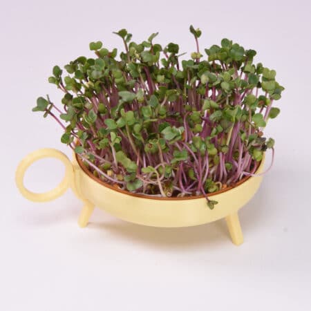 Alternative view of Sprouting planter | Yellow