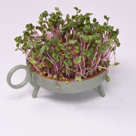 Sprouting planter | Green