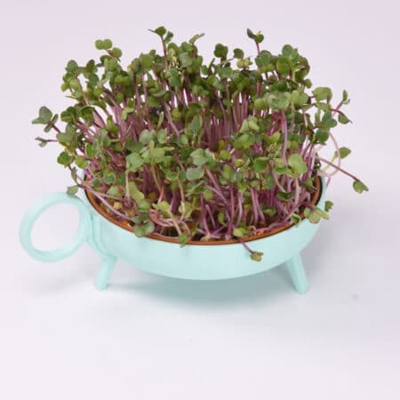Sprouting planter | Mint