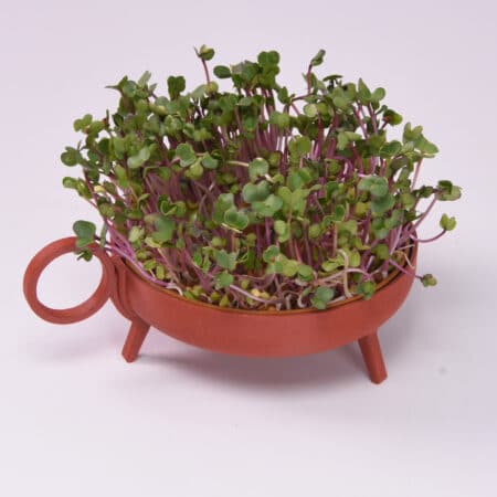 Alternative view of Sprouting planter | Red