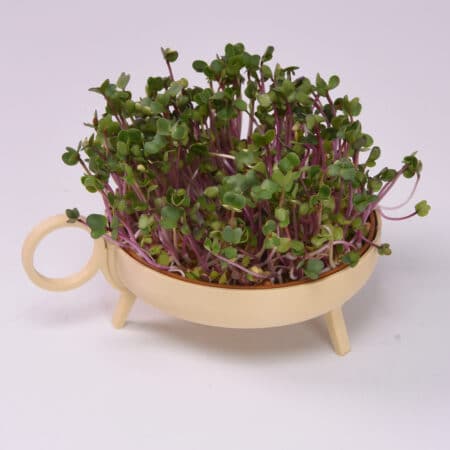 Alternative view of Sprouting planter | Sand
